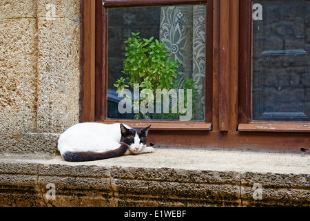 Greece, Dodecanese, Kos island, Cat Stock Photo