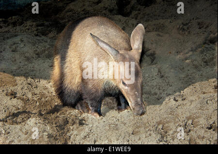 Adult aardvark (Orycteropus afer), foraging, East Africa. Stock Photo