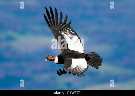 Adult male Andean condor (Vultur gryphus), Torres del Paine National Park, southern Patagonia, Chile Stock Photo