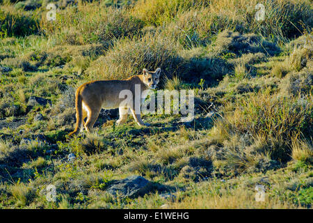 Andean puma (Felis concolor), Torres del Paine National Park, southern Patagonia, Chile Stock Photo
