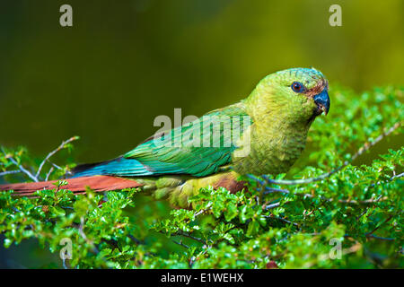 Austral parakeet (Enicognathus ferrugineus) feeding on the seed heads a southern beech tree (Nothofagus sp) Torres del Paine Stock Photo