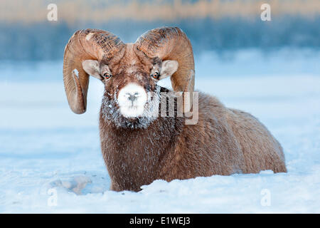 Bighorn sheep ram (Ovis canadensis), with frost-covered muzzle at -28C, Jasper National Park, Alberta, Canada