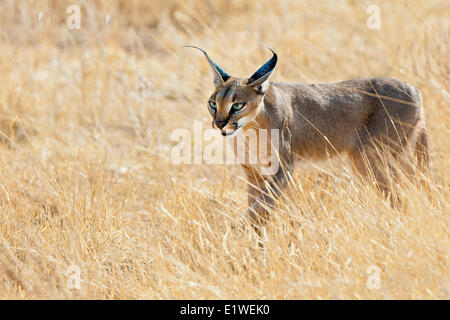 Caracal (Caracal caracal )  hunting, Samburu National Park, Kenya, East Africa Stock Photo