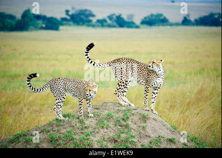 Mother cheetah (Acinonyx jubatus) yearling offspring hunting a termite mound Masai Mara Game Reserve Kenya East Africa