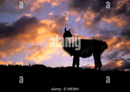 Adult guanaco (Lama guanicoe), Torres Del Paine National Park, Patagonia, southern Chile, South America