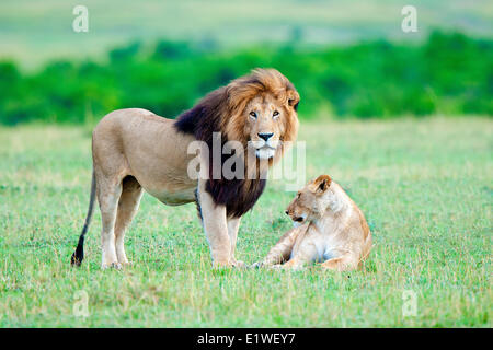 Mating lions (Panthera leo), Masai Mara Game Reserve, Kenya, East Africa Stock Photo