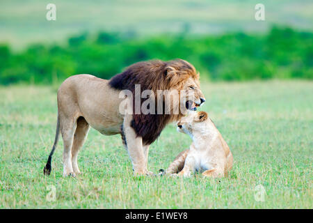 African Lions (Panthera leo) mating pair in South Africa's Kruger Park ...
