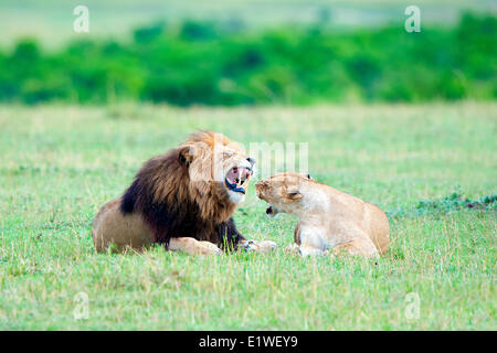 Mating lions (Panthera leo), Masai Mara Game Reserve, Kenya, East ...
