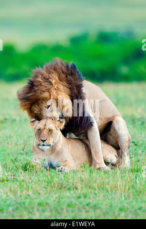 Mating lions (Panthera leo), Masai Mara Game Reserve, Kenya, East Africa Stock Photo