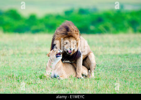 Mating lions (Panthera leo), Masai Mara Game Reserve, Kenya, East ...