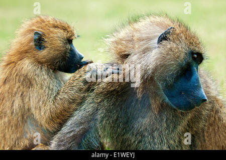 Olive baboons (papio anubis) grooming each other, Kenya, East Africa Stock Photo