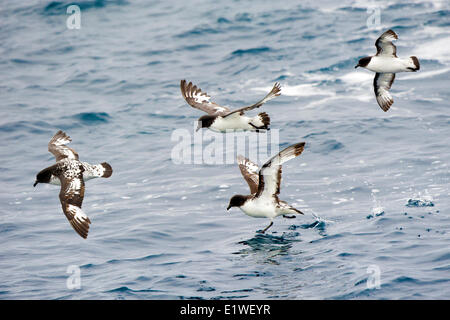 Pintado petrels (Daption capense), Island of South Georgia, Antarctica Stock Photo