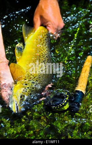 Fisherman Holding A Brown Trout (salmo Trutta) Caught On The Clark Fork 