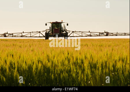 a high clearance sprayer applies fungicide to barley, near Lorette, Manitoba, Canada Stock Photo