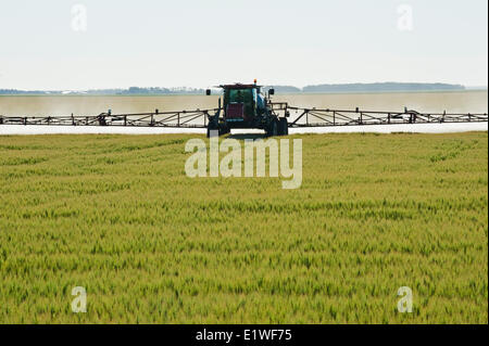 a high clearance sprayer applies fungicide to barley, near Lorette, Manitoba, Canada Stock Photo