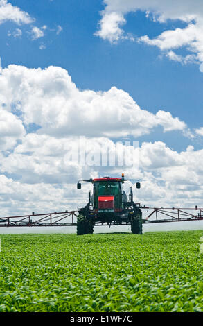 a high clearance sprayer applies herbicide to early growth wheat near Dugald, Manitoba, Canada Stock Photo