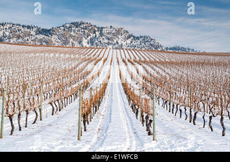 Vineyards in the winter between towns of Oliver and Osoyoos in the south Okanagan Valley of British Columbia, Canada. Stock Photo