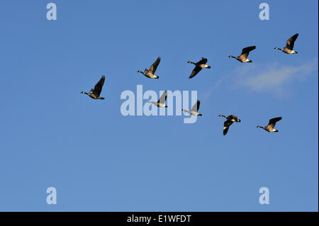 Flock of Canada Geese Flying in V Formation Stock Photo