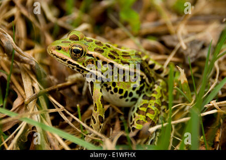 A Northern Leopard Frog, Lithobates pipiens, in Ontario Stock Photo