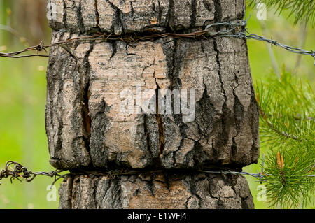 Barbed Wire embedded in Tree Bark. The bark has grown over the