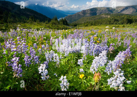 A dog lopes through a field of lupine in the Potato Range of British Columbia above Tatlayoko Lake Stock Photo