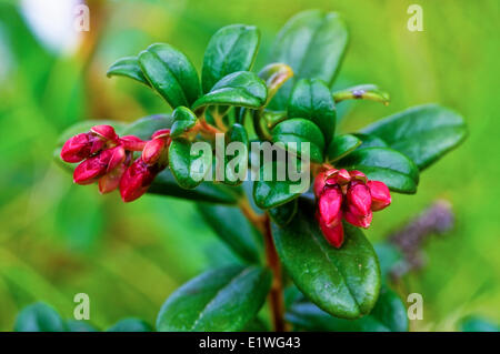Partridgeberry Wildflower, (Vaccinium vitis-idaea), Stock Photo