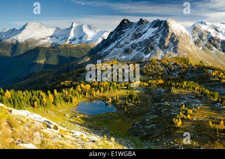 Jumbo Pass showing fall-coloured Alpine Larch (Laryx Lyallii) in the Purcell Mountains, British Columbia Stock Photo