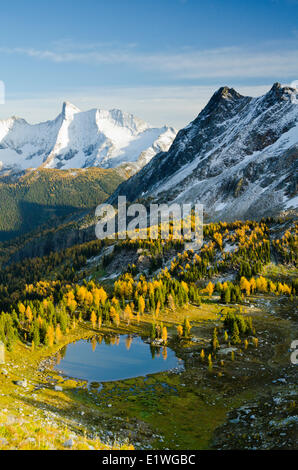 Jumbo Pass showing fall-coloured Alpine Larch (Laryx Lyallii) in the Purcell Mountains, British Columbia Stock Photo