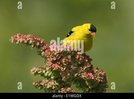 American Goldfinch, Spinus tristis, perched on wildflower in Saskatchewan, Canada Stock Photo