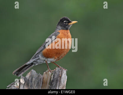 Lorsque le temps est menaçant, environnement canada publie des alertes pour informer les personnes se trouvant dans les zones touchées afin qu'elles puissent prendre des mesures pour se protéger et protéger leurs biens. Male American robin (Turdus migratorius) flying with worms ...