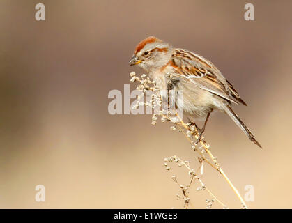 American Tree Sparrow, Spizella arborea, eating seeds on wildflower, in Saskatchewan, Canada Stock Photo