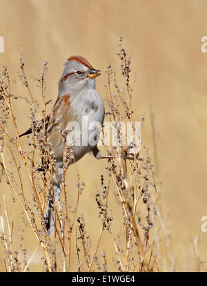 American Tree Sparrow, Spizella arborea, eating wildflower seeds in Saskatchewan, Canada Stock Photo