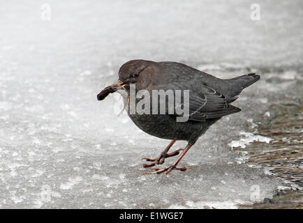 American Dipper (Cinclus mexicanus) with fish at Banff, Alberta Stock Photo