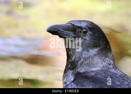 American Crow (Corvus brachyrhynchos) portrait, in Saskatoon, Saskatchewan Stock Photo