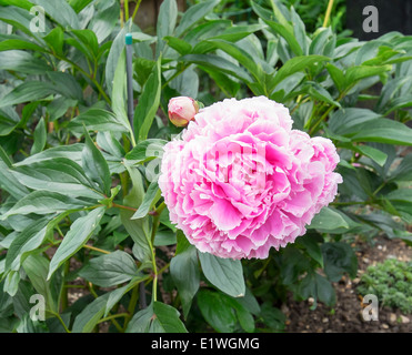 Peony flower number 1 see also FY0BR9 Stock Photo