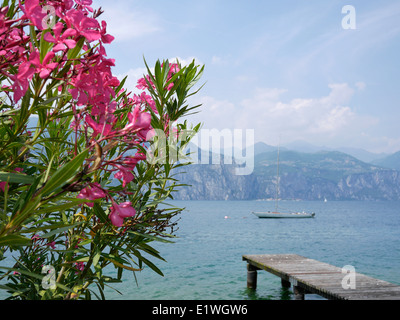 bush with pink flowers and sailing boat on Lake Garda, Italy Stock Photo