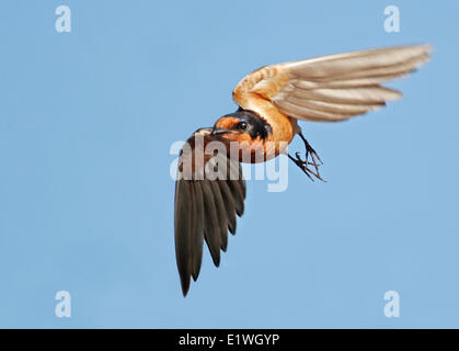 Barn Swallow, Hirundo rustica,  Flying over lake, at Greenwater Lake Provincial Park, Saskatchewan, Canada Stock Photo