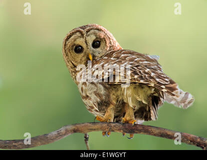Barred Owl, Strix Varia, perched in forest at Beauval, Saskatchewan Stock Photo