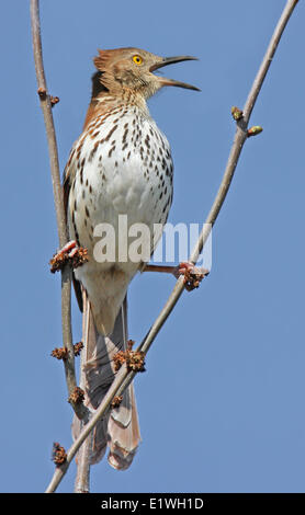 A Brown Thrasher, Toxostoma rufum, sings from a perch in Saskatoon, Saskatchewan, Canada Stock Photo