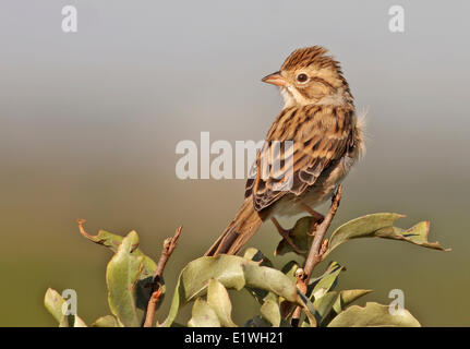 A Clay-colored Sparrow, Spizella pallida, perched on a wolf willow shrub in Saskatchewan, Canada Stock Photo