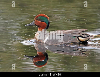 A male Green-winged Teal, Anas crecca, swims in a pond at Prince Albert National Park, Saskatchewan Stock Photo
