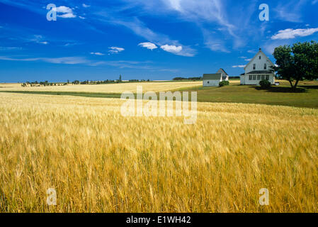 Grainfield and farmhouse, Kensington, Prince Edward Island, Canada Stock Photo