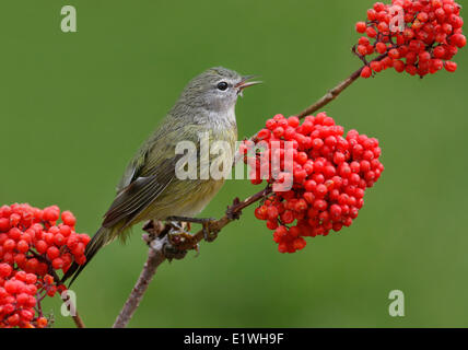 An Orange-crowned Warbler, Oreothlypis celata, perched on a Mountain Ash branch, in Saskatchewan, Canada Stock Photo