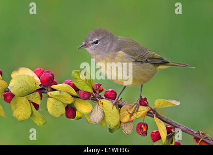 An Orange-crowned Warbler, Oreothlypis celata, perched on a branch, in  Saskatchewan, Canada Stock Photo