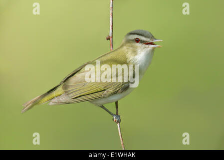 A Red-eyed Vireo, Vireo olivaceus, perched on a twig in Saskatoon, Saskatchewan Stock Photo