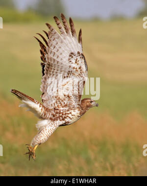A Red-tailed Hawk, Buteo jamaicensis, takes flight over a field in Saskatchewan Stock Photo