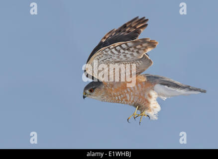 A Sharp-shinned Hawk, Accipiter striatus, in flight in Saskatchewan Stock Photo