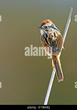 A Swamp Sparrow, Melospiza georgiana, perched on a cattail, at Prince Albert National Park, Saskatchewan Stock Photo