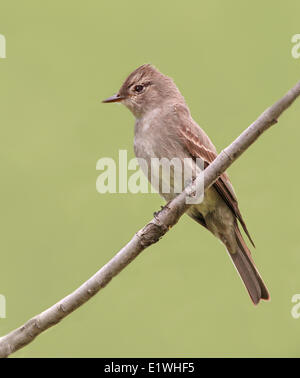 A Western Wood Pewee, Contopus sordidulus, perched at Pike Lake, Saskatchewan Stock Photo