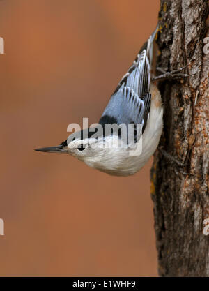 A White-breasted Nuthatch, Sitta carolinensis, climbing a tree at Pike Lake, Saskatchewan Stock Photo